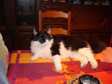 Voila le plus bo chat ke jai jamais eu