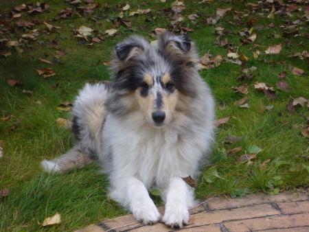 sa ses mon chien