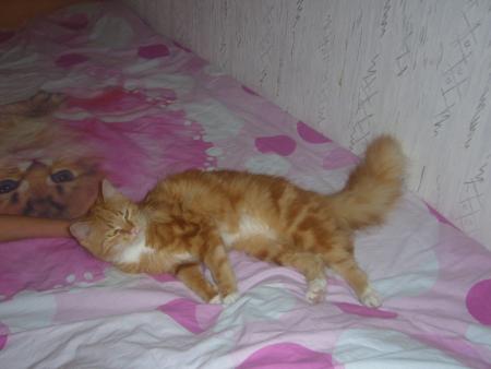 encore un de mes chat