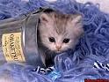 Sa c'es mon chat prefere 